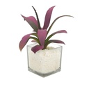 Suculenta morada base vidrio 22cm